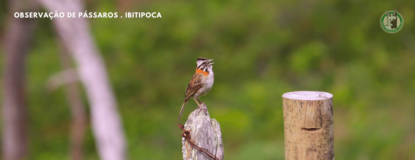 observacao de passaros (10)