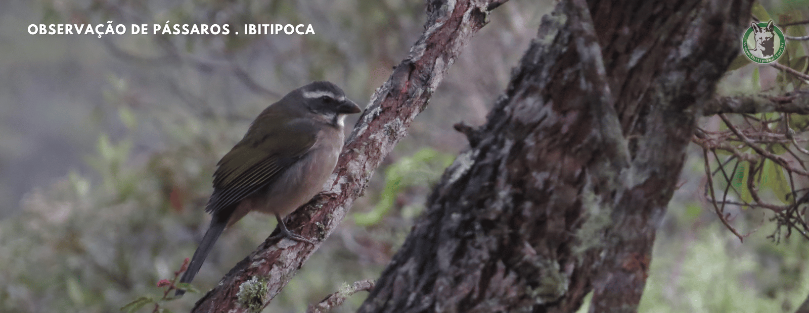 observacao de passaros (14)