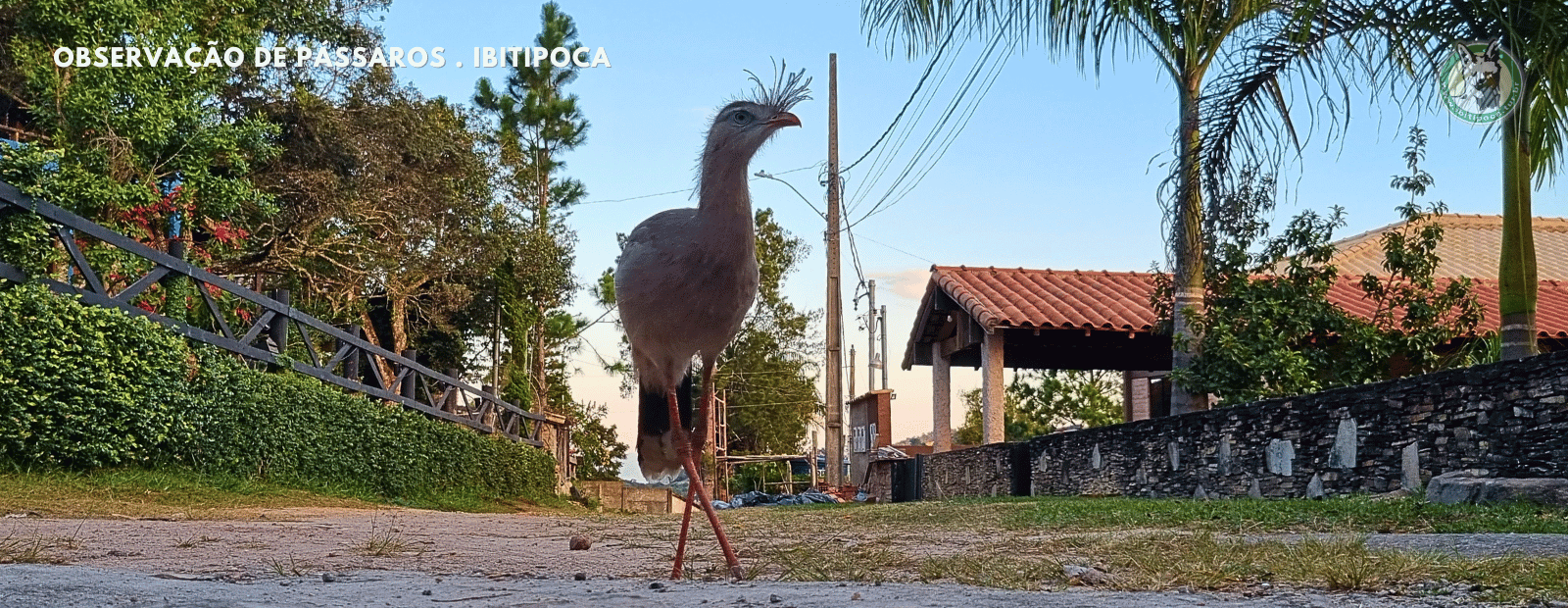 observacao de passaros (15)