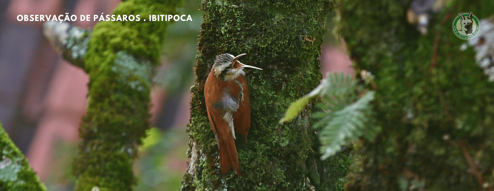 observacao de passaros (5)